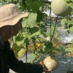 BUMDes Pertala Sulap Kebun Jadi Agrowisata Petik Melon Desa Jatuh, 2.500 Batang Melon Rocky Hasilkan 2 Ton Buah per Hari