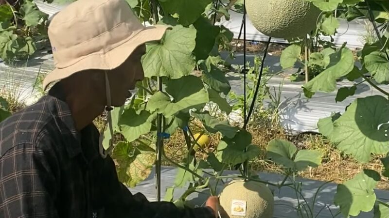 BUMDes Pertala Sulap Kebun Jadi Agrowisata Petik Melon Desa Jatuh, 2.500 Batang Melon Rocky Hasilkan 2 Ton Buah per Hari