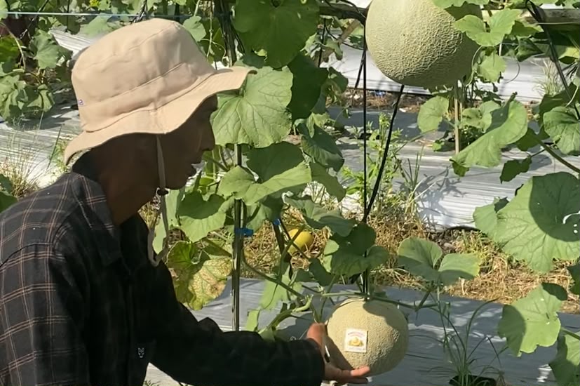 BUMDes Pertala Sulap Kebun Jadi Agrowisata Petik Melon Desa Jatuh, 2.500 Batang Melon Rocky Hasilkan 2 Ton Buah per Hari